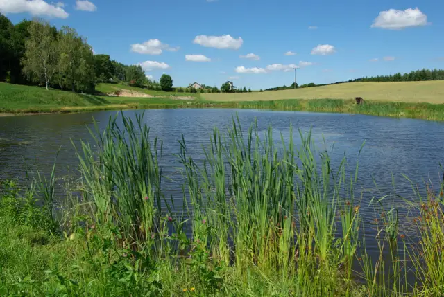 Malownicze jezioro z trzcinami na pierwszym planie, idealne do **wędkarstwa** i aktywnego wypoczynku. W tle zielone wzgórza i domy.