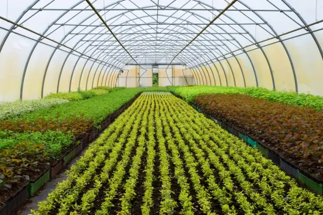 Hodowla czy uprawa roślin - kluczowe różnice, które musisz znać