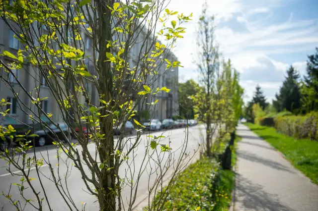 Idealne drzewa na osiedle? Poznaj gatunki odporne na miejskie warunki