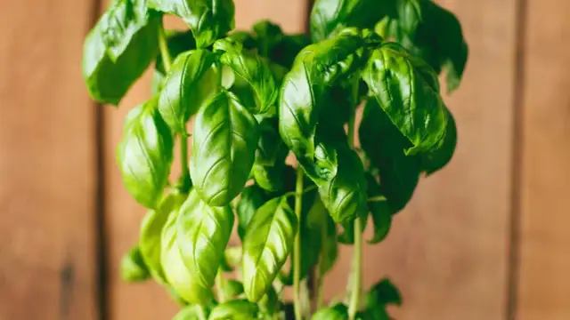 Jak uprawiać bazylię: proste sposoby na zdrowe i aromatyczne liście