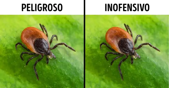 La garrapata más peligrosa: enfermedades y riesgos para la salud humana