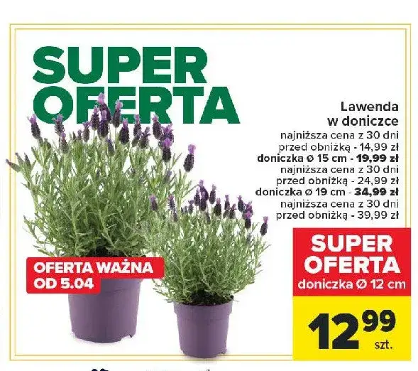 Gdzie kupić lawendę w doniczce? Najlepsze opcje i ceny online