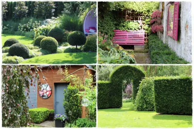 Co ile sadzić cisy na żywopłot, aby uniknąć błędów w ogrodzie