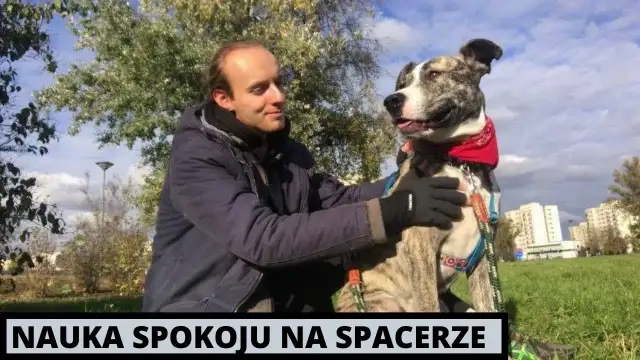 Jak wytresować amstaffa: skuteczne metody na posłusznego psa