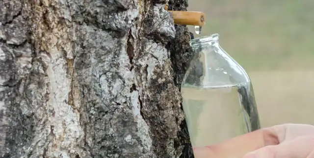 Sok z brzozy: na co pomaga? Odkryj moc oskoły dla zdrowia i urody