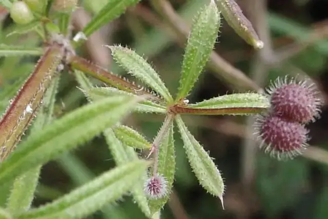 Chwast trudny do wytępienia – jak skutecznie go zwalczyć?