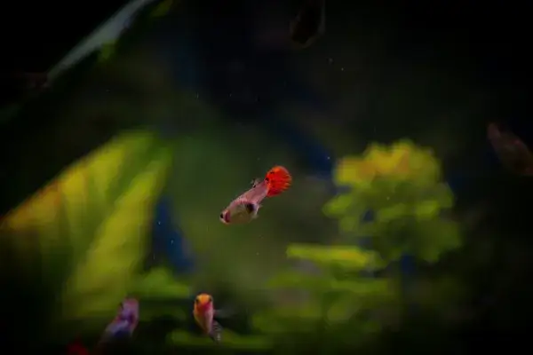 Jak obniżyć NO₃ w akwarium i poprawić zdrowie ryb i roślin