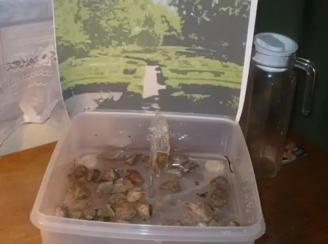 Jak zrobić fontannę bez prądu – proste metody i materiały DIY