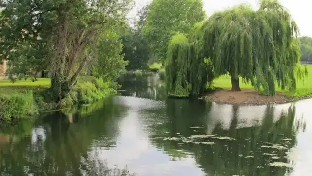 Kiedy sadzić wierzbę płaczącą? Wiosna czy jesień klucz do sukcesu.