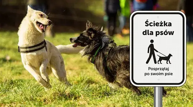 Gdzie na spacer z psem Wrocław - najlepsze miejsca, które pokochasz