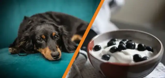 Czy pies może jeść jogurt naturalny? Sprawdź, co musisz wiedzieć