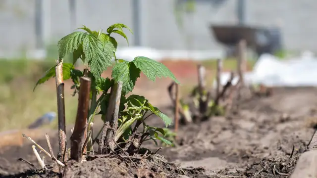 Sadzenie malin: Kiedy i jak sadzić? Twój klucz do obfitych plonów