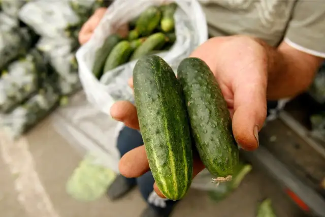 Jakiej przyprawy nie wolno dodawać do zupy ogórkowej, aby nie zepsuć smaku?