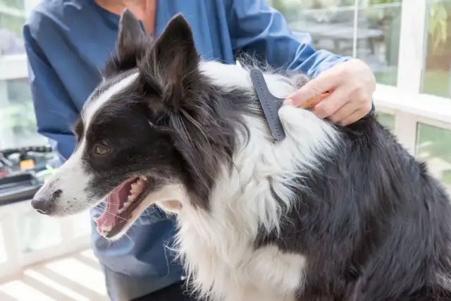 Border Collie: Sierść czy włosy? Poznaj prawdę o pielęgnacji