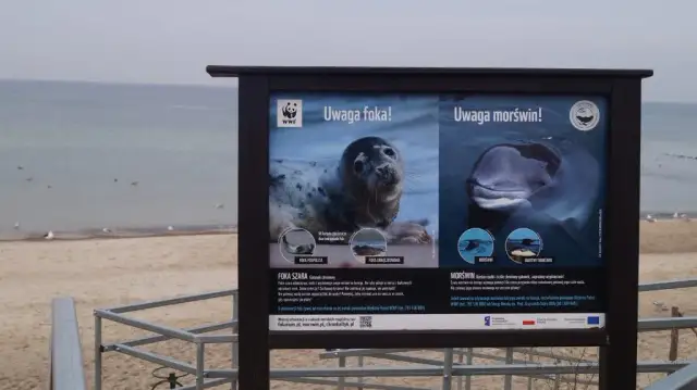 Najlepsze miejsca na obserwację fok nad Bałtykiem – gdzie je znaleźć