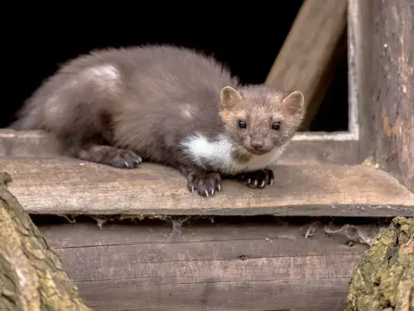 Jakie zwierzęta żyją na strychu i jak skutecznie się ich pozbyć?