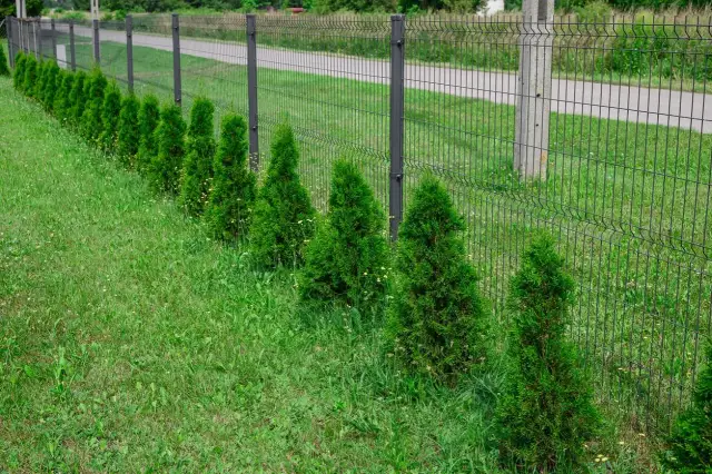 Jak wysokie mogą być tuje przy płocie? Zobacz, co musisz wiedzieć