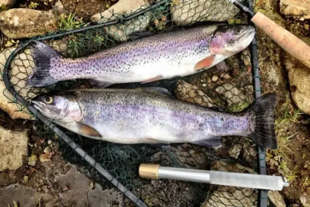 Hodowla pstrąga jak zacząć – uniknij najczęstszych błędów w aquakulturze