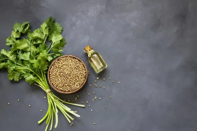 Kolendra właściwości - Dlaczego liście i nasiona działają inaczej?