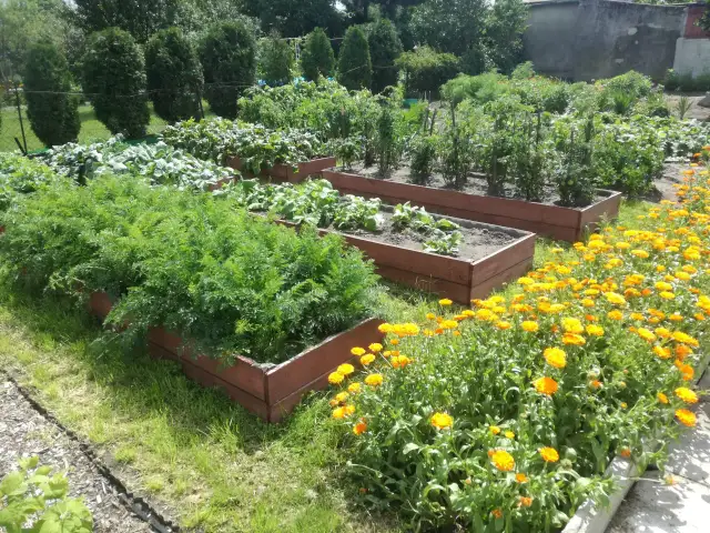 Jakie warzywa warto uprawiać w ogródku, aby uniknąć porażek?