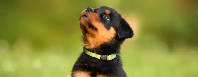 Od kiedy obroża przeciwpchelna? Sprawdź, kiedy ją założyć dla pupila