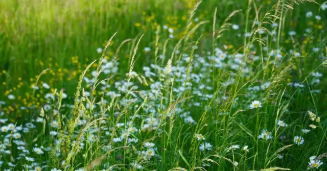 Alergia na trawy: czego nie jeść? Dieta i reakcje krzyżowe