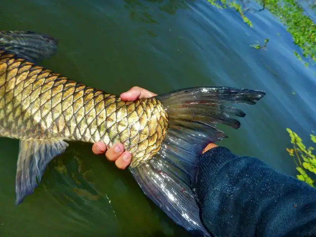 Amur czym się żywi – poznaj sekrety diety tej roślinnej ryby