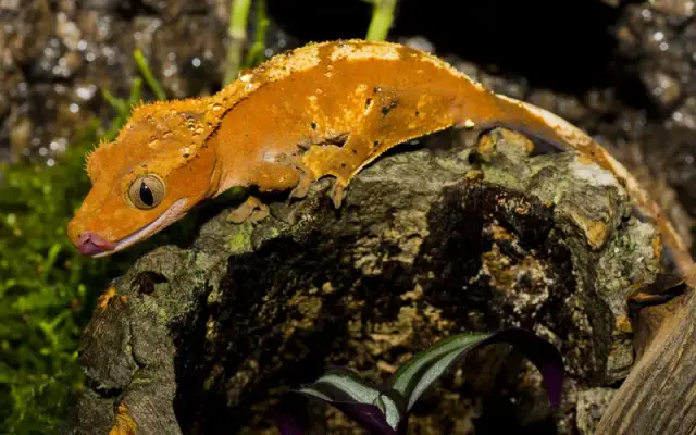 Gekon orzęsiony ile żyje? Odkryj tajemnice długowieczności tych zwierząt