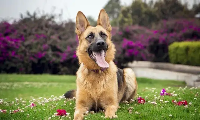 Owczarek niemiecki w domu czy na dworze – co wybrać dla psa?