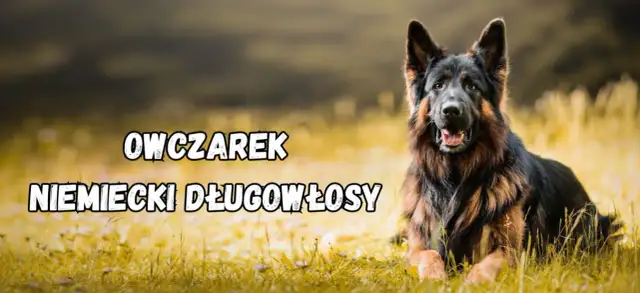 Jak wytresować owczarka niemieckiego i uniknąć najczęstszych błędów