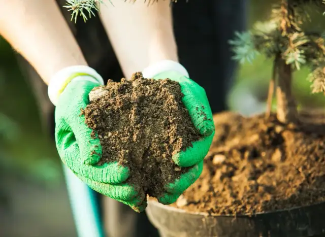 Kiedy nawozić iglaki? Kalendarz i błędy igły będą piękne!