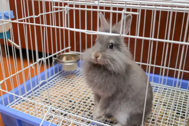 Dlaczego królik tupie w klatce? Odkryj przyczyny i rozwiązania