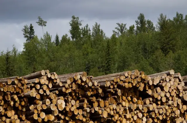 Ile można zarobić na 1 ha lasu? Zaskakujące fakty i możliwości