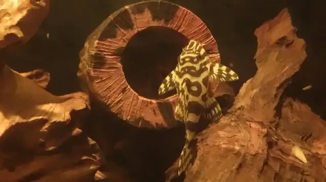 Jak zrobić grotę dla glonojada, aby zapewnić mu idealne schronienie