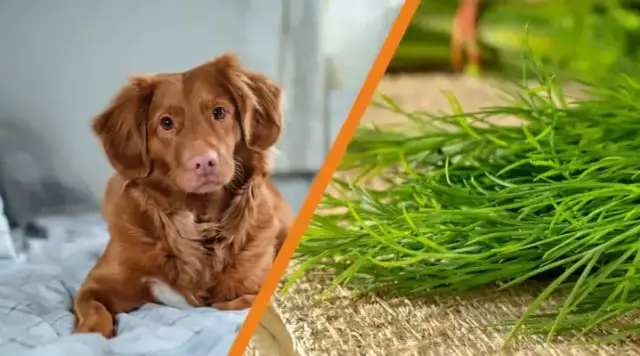 Czy pies może jeść koperek? Dowiedz się, co musisz wiedzieć!