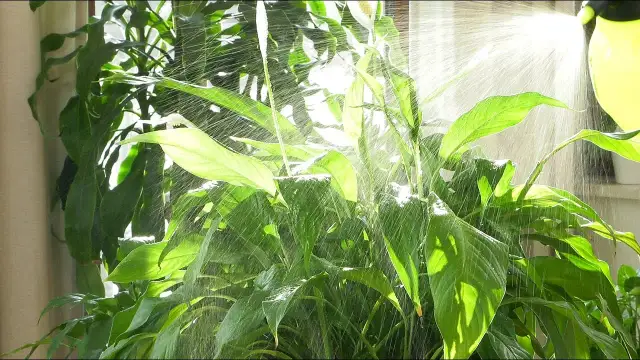 Jak często kwitnie skrzydłokwiat? Odkryj sekrety jego kwitnienia