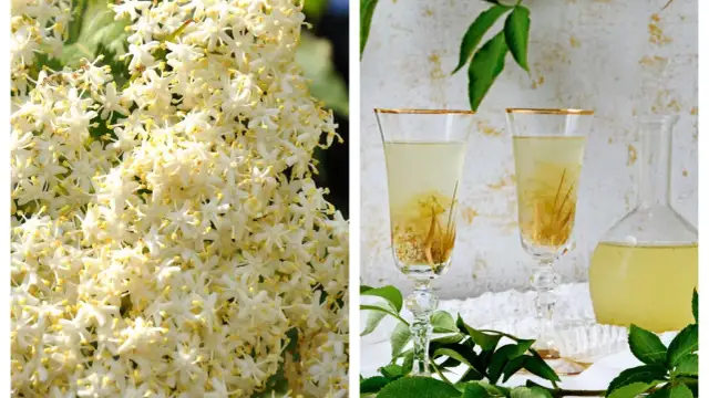 Najlepsze przepisy na napój z kwiatów czarnego bzu, które pokochasz