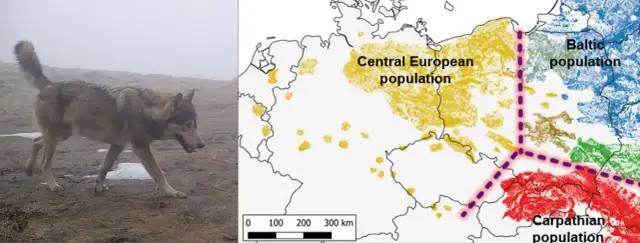 Mapy ASF w Polsce: Jakie zagrożenia i jak się efektywnie chronić?