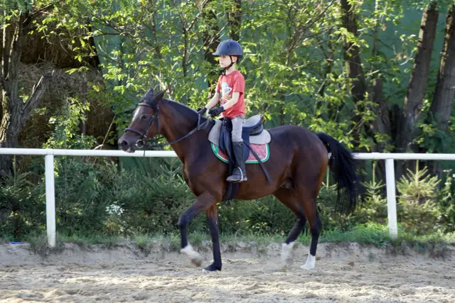 Klub jeździecki Profit w Orzeszach - opinie, ceny i zajęcia jeździeckie