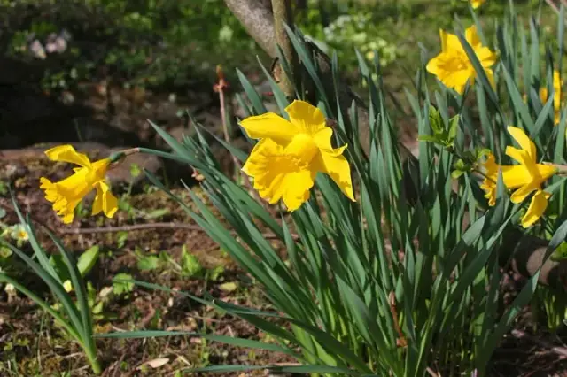 Baśń o Narcyzie Owidiusza: tragiczna historia miłości i obsesji