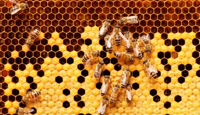 Hodowla pszczół ile można zarobić? Zyski, koszty i kluczowe czynniki