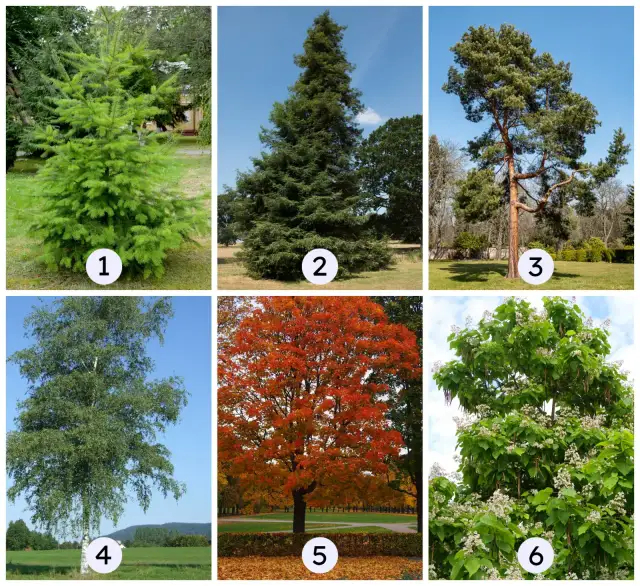 Drzewa do ogrodu: Małe, szybko rosnące, owocowe? Wybierz idealne!