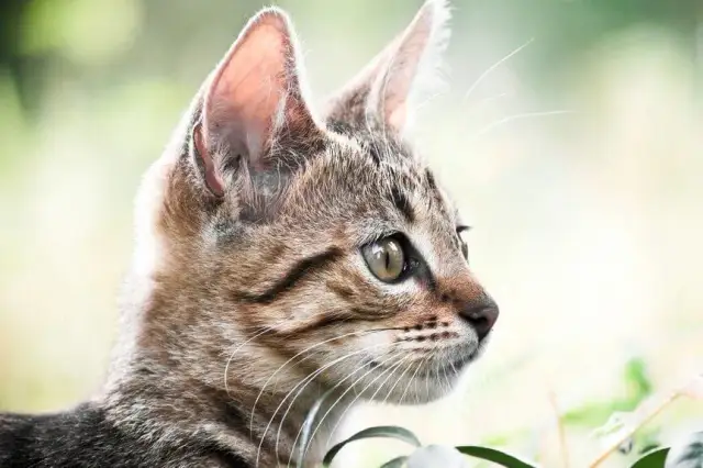 Ile odrasta sierść kota? Zaskakujące fakty o regeneracji futra