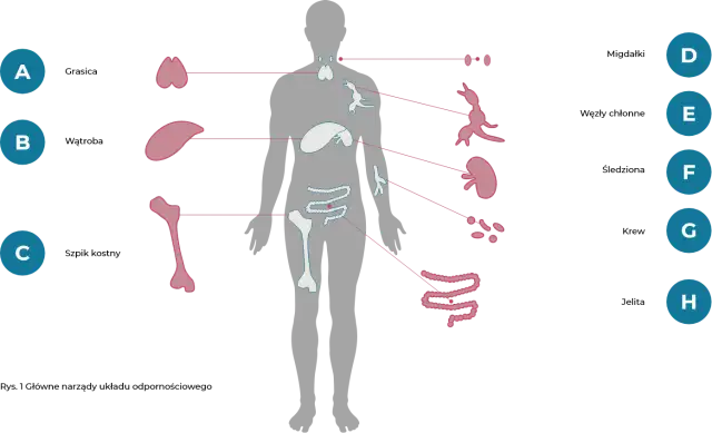 Układ odpornościowy: grasica, śledziona, szpik kostny, węzły chłonne, nerki, jelita. Zaburzenia tych organów mogą prowadzić do chorób układu odpornościowego.
