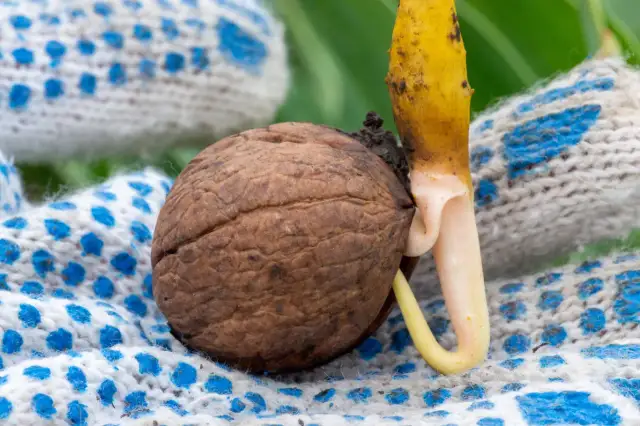 Kiełkujący orzech włoski, gotowy do sadzenia. Zaczynamy przygodę, jak sadzić orzecha włoskiego, od tego małego cudu natury.