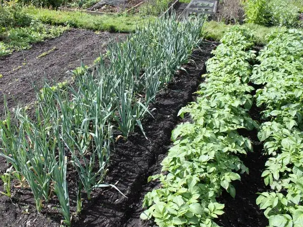 Uprawa współrzędna: Jak sadzić rośliny, by ogród plonował?