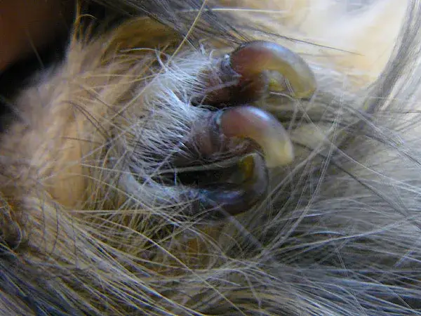 Jak obciąć paznokcie śwince morskiej bez stresu i bólu?