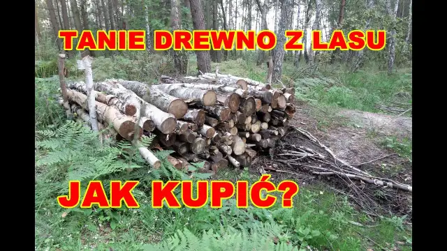 Po ile drzewo w lesie - poznaj wiek drzew i zasady wycinki