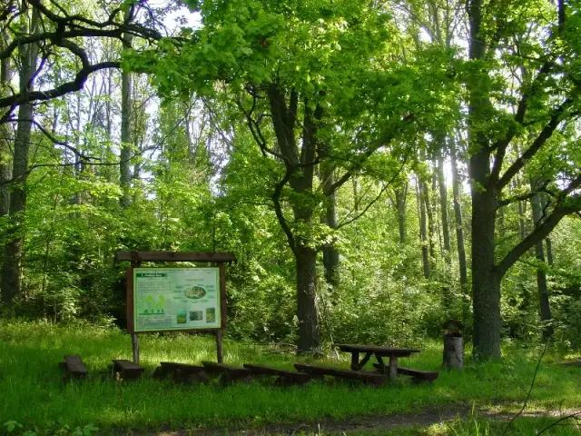 Rezerwat przyrody Borki - Tajemnice natury, które musisz poznać