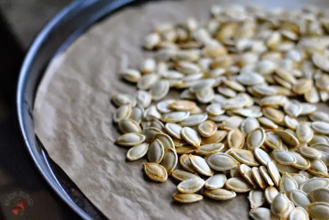 Pestki dyni dla ptaków w łupinach? Sprawdź, jak karmić mądrze!